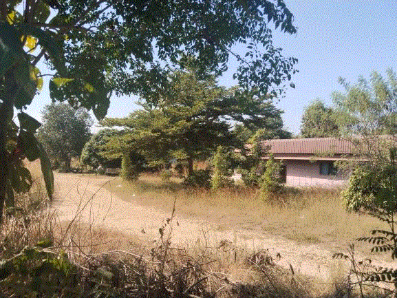 ที่ดินหลุดจำนอง ธ.ธนาคารกรุงเทพ มะกอก ป่าซาง ลำพูน